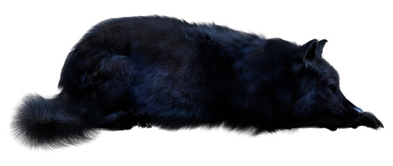 3D Rendering Black Wolf on White