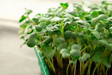 Microgreens growing on windowsill. Micro green radish growing in box. selective focus