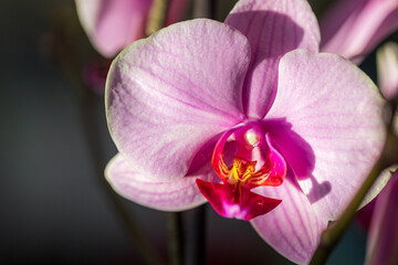 Bright pink yellow orchid flower, houseplant in warm light on a blurred bokeh background. Macro. Close-up