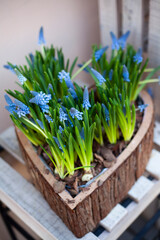 blue spring flowers in a wooden heart