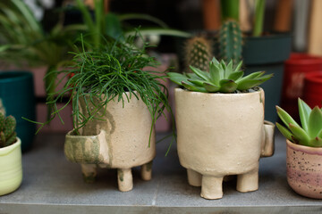 Green rhipsalis and agave succulent plant in pots. Home Mini garden of succulents. Home gardening concept. Houseplants in pots on terrace. Plant care. Modern composition of home garden on balcony.	