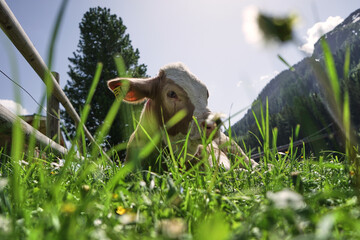 Kalb liegt in der Sonne