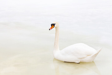 Fototapeta premium Alone swan sits on melting ice in cold season. Single wild bird in dirty frozen lake in winter.