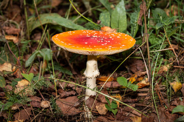 Amanita muscaria in the leaves of the autumn forest. Beautiful red fairy fly agaric. Poisonous mushroom in the forest. Amanita muscaria.