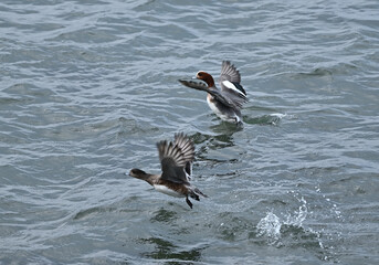 瀬戸内海のサギとカモ