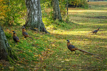 Karsholm Castle Estate Game Birds