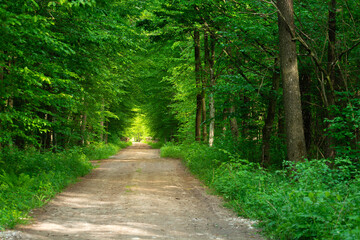 Dirt road through green forest, tunnel with trees and sunlight