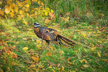 Karsholm Castle Estate Pheasant Game Bird