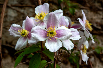 Fleurs d'églantier en gros plan