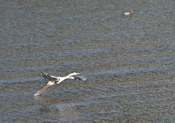瀬戸内海のサギとカモ