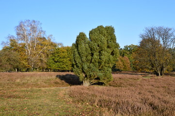 Herbst in der Tietlinger Heide, Niedersachsen