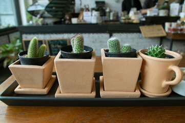 Small pots with dwarf cactus on a wooden table in a coffee shop