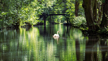 Schwan im spreewald