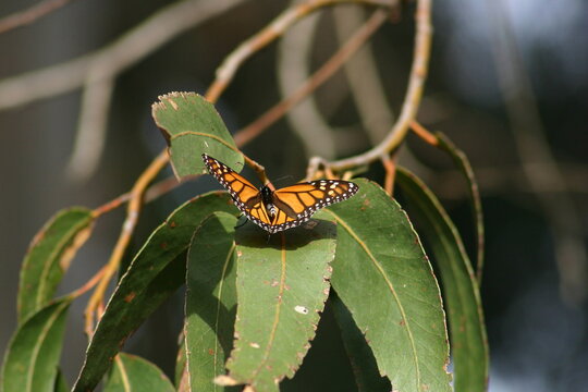Monarch Butterfly Sanctuary Near Pismo Beach Butterfly Grove California