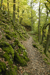 Gelaende am Knorreichensteig, Bestand des Urwaldsteiges am  Eder
