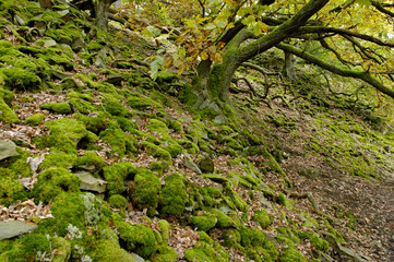 Gelaende am Knorreichensteig, Bestand des Urwaldsteiges am  Eder