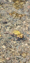 Casal de Sapos acasalando no Rio Etá, Bairro Guapiruvu, Sete Barras/SP