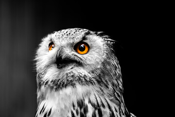 Black and white portrait picture of an  white eagle owl or snow owl - bird isolated on black background - animal portrait with bright, orange eyes - owl or bird wallpaper - owl looking focused