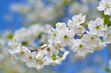 Blooming branch of cherry tree