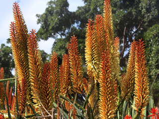 Yellow and orange flowers of a mass planting of Barbados aloe plants growing in a garden. Aloe vera