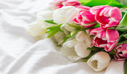 Obraz na płótnie Canvas Pink and white Tulips isolated on white cloth background with copy space. Minimal floral mock up concept. Valentine's Day, Easter, Birthday, Happy Women's Day postcard