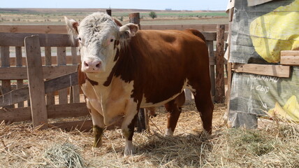 breeding bull