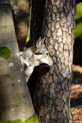 Tschechischer Wolfshund im winterlichen Wald