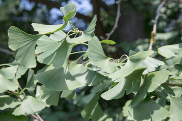 Leaves of ginkgo biloba tree in spring