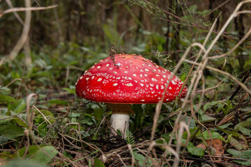Hat of red fly agaric close-up. Red poisonous mushroom Amanita muscaria.