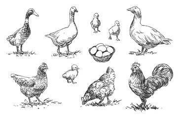 Poultry - set of farm animals illustrations, black and white drawings