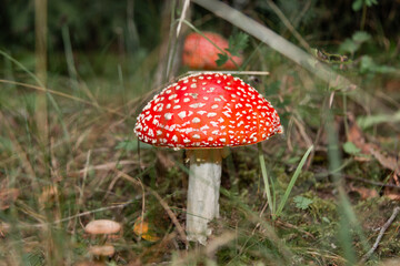 Red poisonous mushroom fly agaric in the forest. Amanita muscaria. Close-up.
