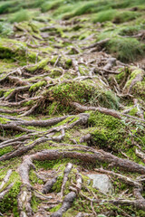 Tree roots in the forest. Mysterious forest, weird trees, roots and mossy rocks. Ecology, nature concept