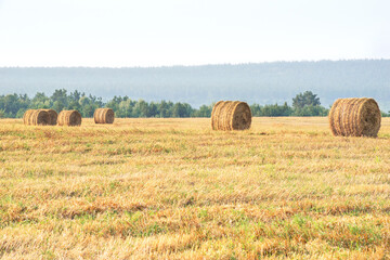 Fototapeta premium Straw stacks - stacked bales of hay left over from harvesting crops, field of an agricultural farm with harvested crops.