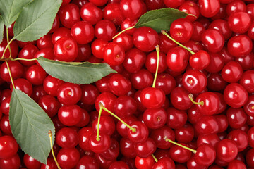 Top view of pile of ripe cherries with stalks and green leaves, close up, small depth of focus.