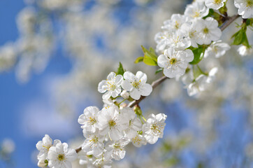 Blooming branch of cherry