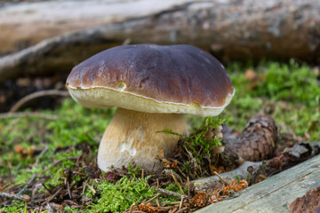 mushroom in the forest