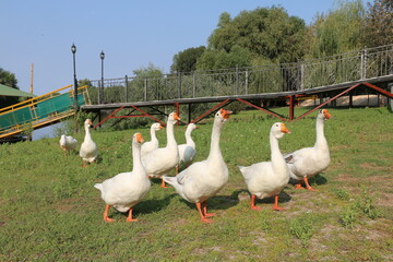 geese