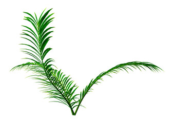 3D Rendering Fern Plant on White