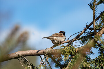 sparrow on a branch, nacka,sverige,stockholm.sweden