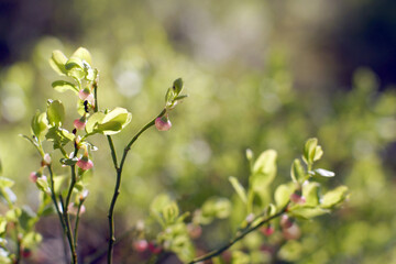 Blueberry bush with small berries on branches in the middle of a green forest