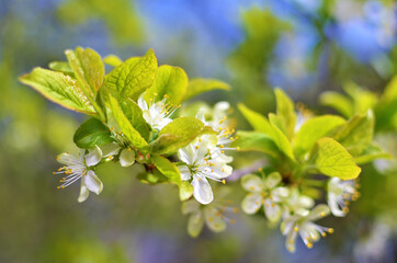 Blooming branch of plum