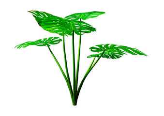 Fototapeta premium 3D Rendering Monstera Plant on White