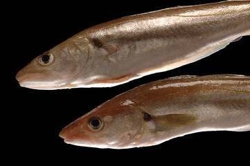 Gastronomie poisson de mer la Merlan de ligne 