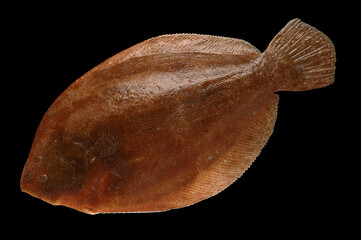 Gastronomie poisson de mer la Barbue