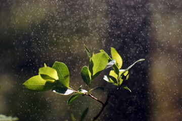 Twig with blossoming leaves and water droplets in the air