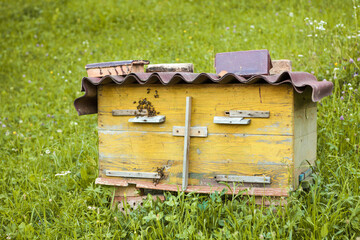 Beehive with bees in a honey farm