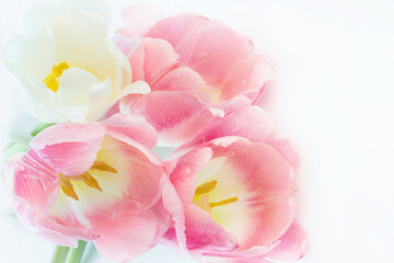 Delicate soft pastel background with pink tulips close up