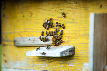 Group of honeybees flying into a vintage beehive