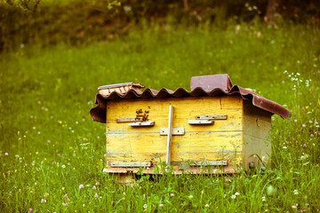 Beehive with bees in a honey farm