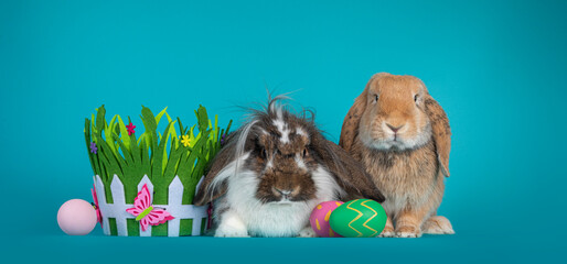 Two lop ear bunnies, sitting inbetween Easter eggs and grass like felt basket. Looking at camera. Isolated on turquoise background.